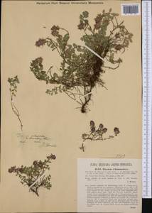 Thymus pulegioides subsp. pulegioides, Western Europe (EUR) (Austria)