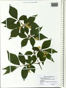 Lonicera ruprechtiana Regel, Eastern Europe, Moscow region (E4a) (Russia)