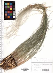 Stipa pulcherrima K.Koch, Eastern Europe, Eastern region (E10) (Russia)