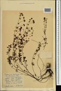 Dorycnium pentaphyllum subsp. herbaceum (Vill.)Rouy, Crimea (KRYM) (Russia)