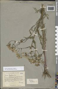 Jacobaea andrzejowskyi (Tzvelev) B.Nord., Eastern Europe, Lower Volga region (E9) (Russia)