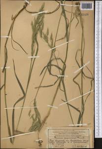 Bromus japonicus Houtt., Middle Asia, Western Tian Shan & Karatau (M3) (Kazakhstan)