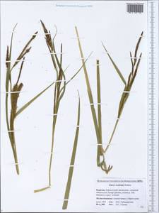 Carex rostrata Stokes, Siberia, Baikal & Transbaikal region (S4) (Russia)