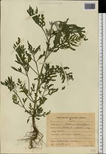 Ambrosia artemisiifolia L., Eastern Europe, Central forest region (E5) (Russia)