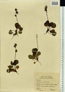 Pyrola grandiflora Radius, Siberia, Yakutia (S5) (Russia)