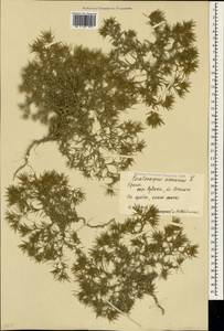 Ceratocarpus arenarius L., Crimea (KRYM) (Russia)