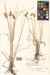 Carex neurocarpa Maxim., Siberia, Russian Far East (S6) (Russia)