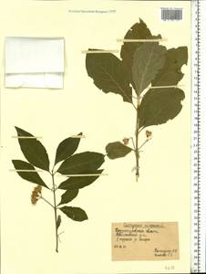 Euonymus europaeus L., Eastern Europe, South Ukrainian region (E12) (Ukraine)