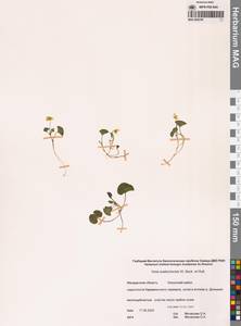 Viola crassa subsp. avatschensis (W.Becker & Hultén) Espeut, Siberia, Chukotka & Kamchatka (S7) (Russia)