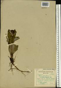 Cirsium heterophyllum (L.) Hill, Eastern Europe, Northern region (E1) (Russia)
