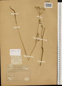 Anethum graveolens L., Eastern Europe, Central region (E4) (Russia)