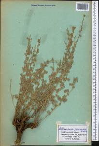 Artemisia persica Boiss., Middle Asia, Pamir & Pamiro-Alai (M2) (Tajikistan)