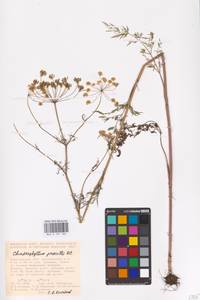 Chaerophyllum prescottii DC., Eastern Europe, Lower Volga region (E9) (Russia)