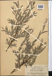 Salix capusii Franch., Middle Asia, Western Tian Shan & Karatau (M3) (Kazakhstan)