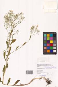 Rorippa austriaca (Crantz) Besser, Eastern Europe, Central forest-and-steppe region (E6) (Russia)