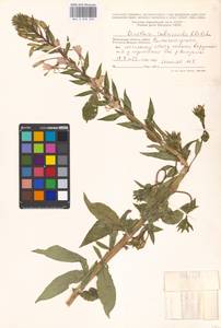 Oenothera × rubricaulis Kleb., Eastern Europe, Moscow region (E4a) (Russia)