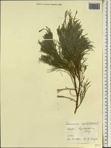 Casuarina equisetifolia L., Africa (AFR) (Mali)
