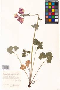 Aquilegia vulgaris L., Eastern Europe, Moscow region (E4a) (Russia)