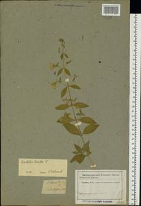 Silene baccifera (L.) Durande, Eastern Europe, North Ukrainian region (E11) (Ukraine)