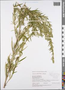 Artemisia dubia Wall. ex Besser, Eastern Europe, Central region (E4) (Russia)