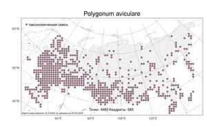 Polygonum aviculare L., Atlas of the Russian Flora (FLORUS) (Russia)