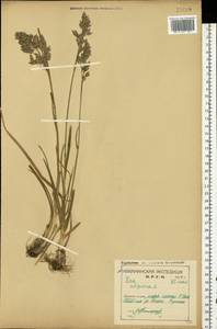 Poa alpina L., Eastern Europe, Northern region (E1) (Russia)