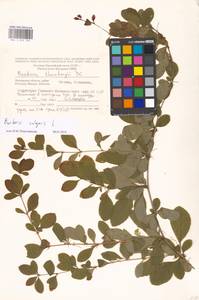Berberis vulgaris L., Eastern Europe, Moscow region (E4a) (Russia)