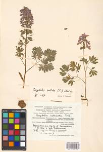Corydalis solida (L.) Clairv., Eastern Europe, Moscow region (E4a) (Russia)