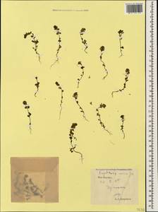 Euphrasia ossica Juz. ex Ganeschin, Caucasus, South Ossetia (K4b) (South Ossetia)