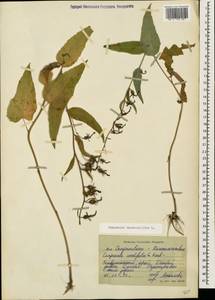 Campanula rapunculoides L., Caucasus, Stavropol Krai, Karachay-Cherkessia & Kabardino-Balkaria (K1b) (Russia)