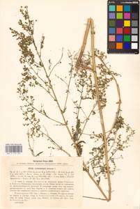 Artemisia annua L., Eastern Europe, North Ukrainian region (E11) (Ukraine)