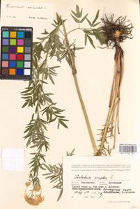 Thalictrum lucidum L., Eastern Europe, Moscow region (E4a) (Russia)