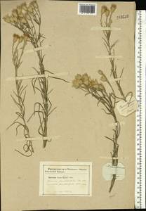 Xeranthemum cylindraceum Sm., Eastern Europe, South Ukrainian region (E12) (Ukraine)