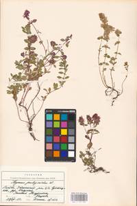 MHA 0 157 525, Thymus pulegioides L., Eastern Europe, Lithuania (E2a) (Lithuania)