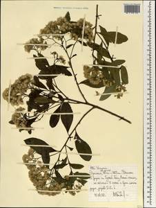 Vernonia, Africa (AFR) (Ethiopia)