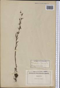 Buglossoides arvensis, America (AMER) (United States)