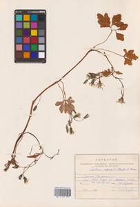 Ixeris repens (L.) A.Gray, Siberia, Russian Far East (S6) (Russia)