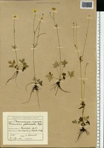 Ranunculus propinquus subsp. glabriusculus (Rupr.) Kuvaev, Eastern Europe, Northern region (E1) (Russia)