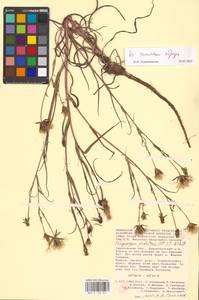 Tragopogon podolicus Besser ex DC., Eastern Europe, Lower Volga region (E9) (Russia)