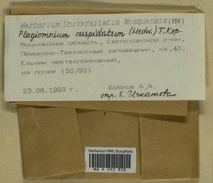 Plagiomnium cuspidatum (Hedw.) T.J. Kop., Bryophytes, Bryophytes - Moscow City & Moscow Oblast (B6a) (Russia)