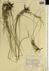Festuca arundinacea Schreb. , nom. cons., Eastern Europe, North Ukrainian region (E11) (Ukraine)