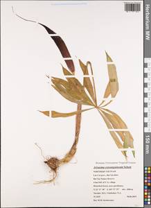 Arisaema consanguineum Schott, South Asia, South Asia (Asia outside ex-Soviet states and Mongolia) (ASIA) (Vietnam)