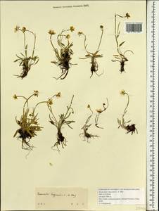 Ranunculus longicaulis C. A. Mey., South Asia, South Asia (Asia outside ex-Soviet states and Mongolia) (ASIA) (China)