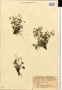 Potentilla heptaphylla L., Eastern Europe, Moscow region (E4a) (Russia)