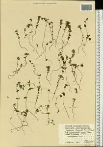 Euphrasia ×vernalis List, Eastern Europe, Northern region (E1) (Russia)