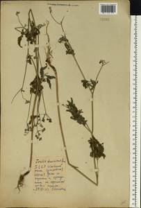 Torilis japonica (Houtt.) DC., Eastern Europe, Belarus (E3a) (Belarus)