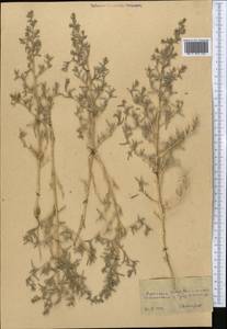 Climacoptera lanata (Pall.) Botsch., Middle Asia, Kopet Dag, Badkhyz, Small & Great Balkhan (M1) (Turkmenistan)