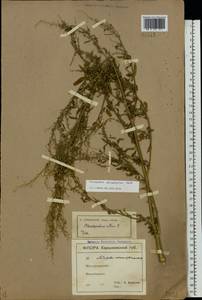 Chenopodium striatiforme Murr, Eastern Europe, North Ukrainian region (E11) (Ukraine)