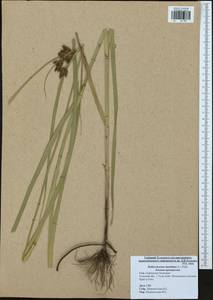 Bolboschoenus maritimus (L.) Palla, Eastern Europe, Central region (E4) (Russia)