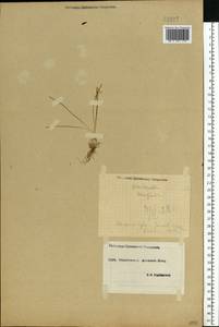 Ornithogalum orthophyllum subsp. kochii (Parl.) Zahar., Eastern Europe, South Ukrainian region (E12) (Ukraine)